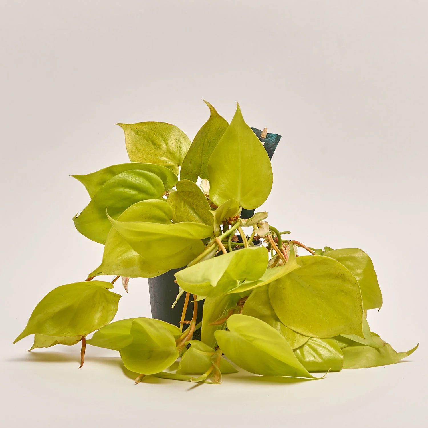 Зображення товару Філодендрон Скаденс Міканс, артикул: 54995