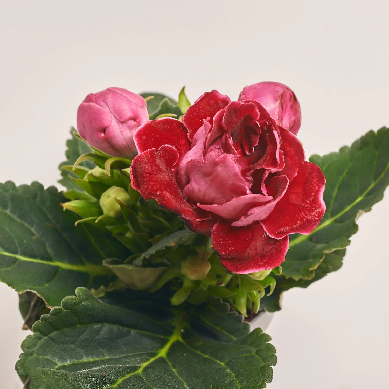 Зображення товару Глоксинія Соната мікс, артикул: 24651