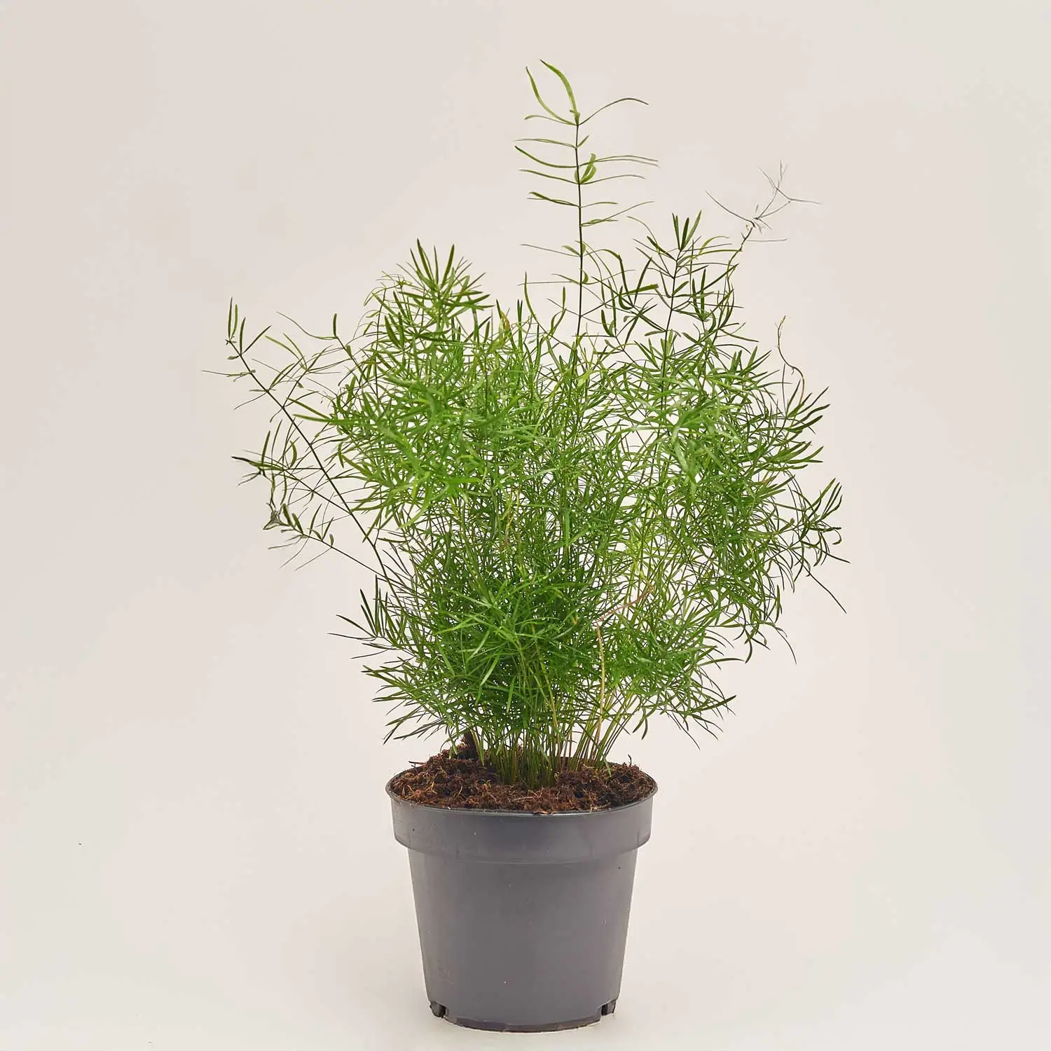 Аспарагус Спренгері, артикул: 54311 Зображення товару Аспарагус Спренгері, артикул: 54311