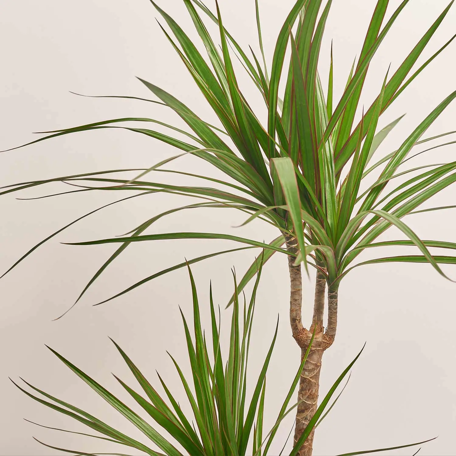 Зображення товару Драцена Маргіната 2ст., артикул: 26452