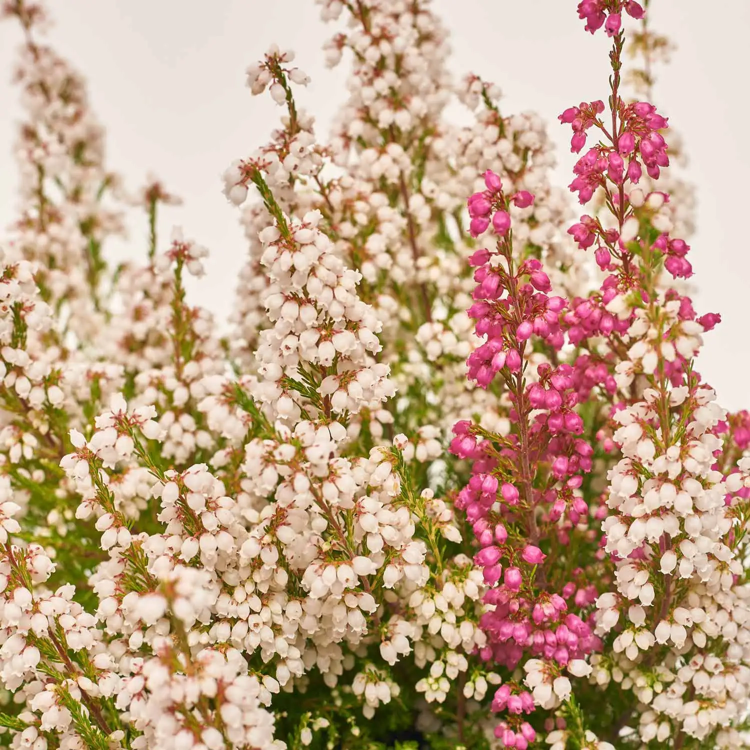 Еріка мікс в горщ., артикул: 52246 Зображення товару Еріка мікс в горщ., артикул: 52246