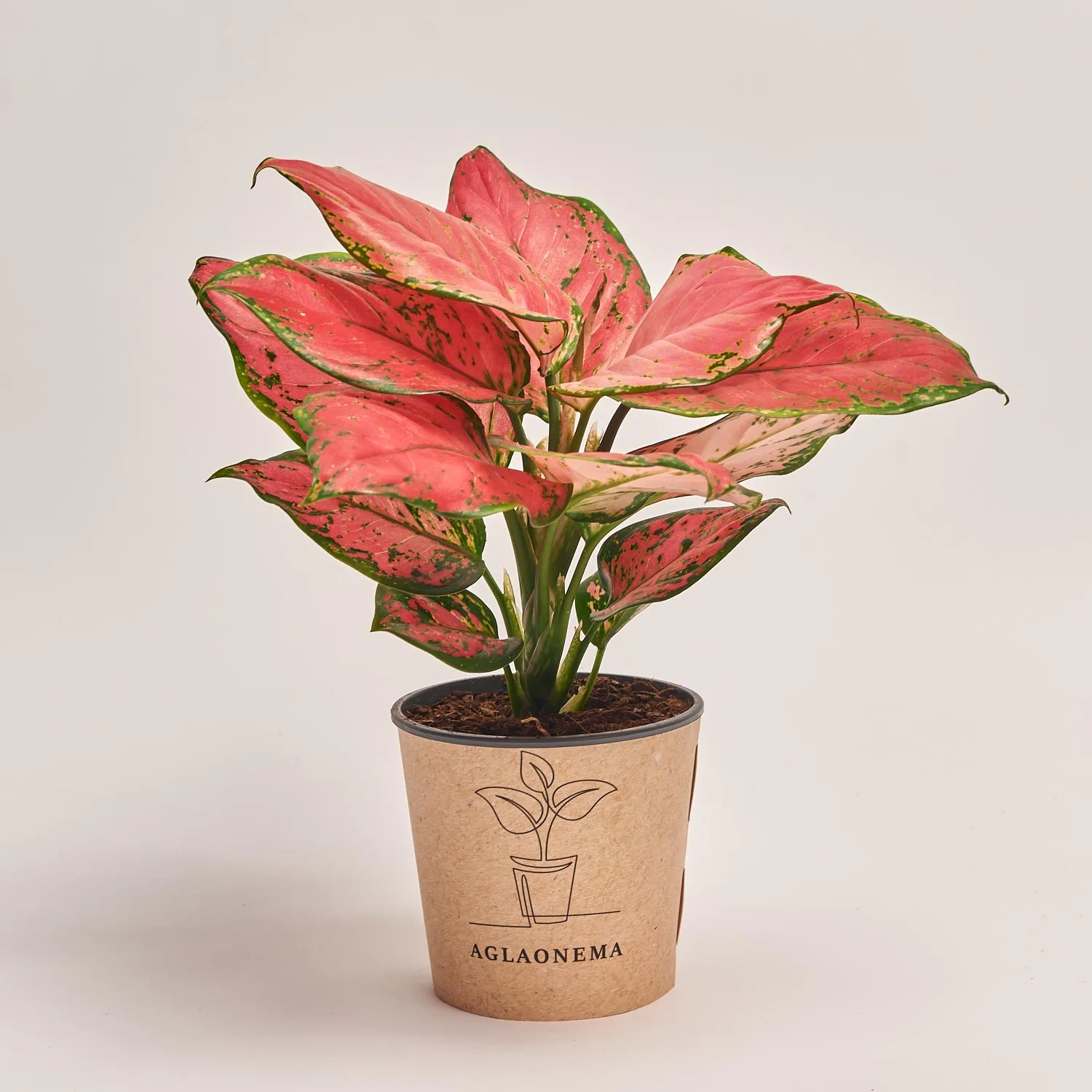 Аглаонема Ред Валентайн, артикул: 52721 Зображення товару Аглаонема Ред Валентайн, артикул: 52721