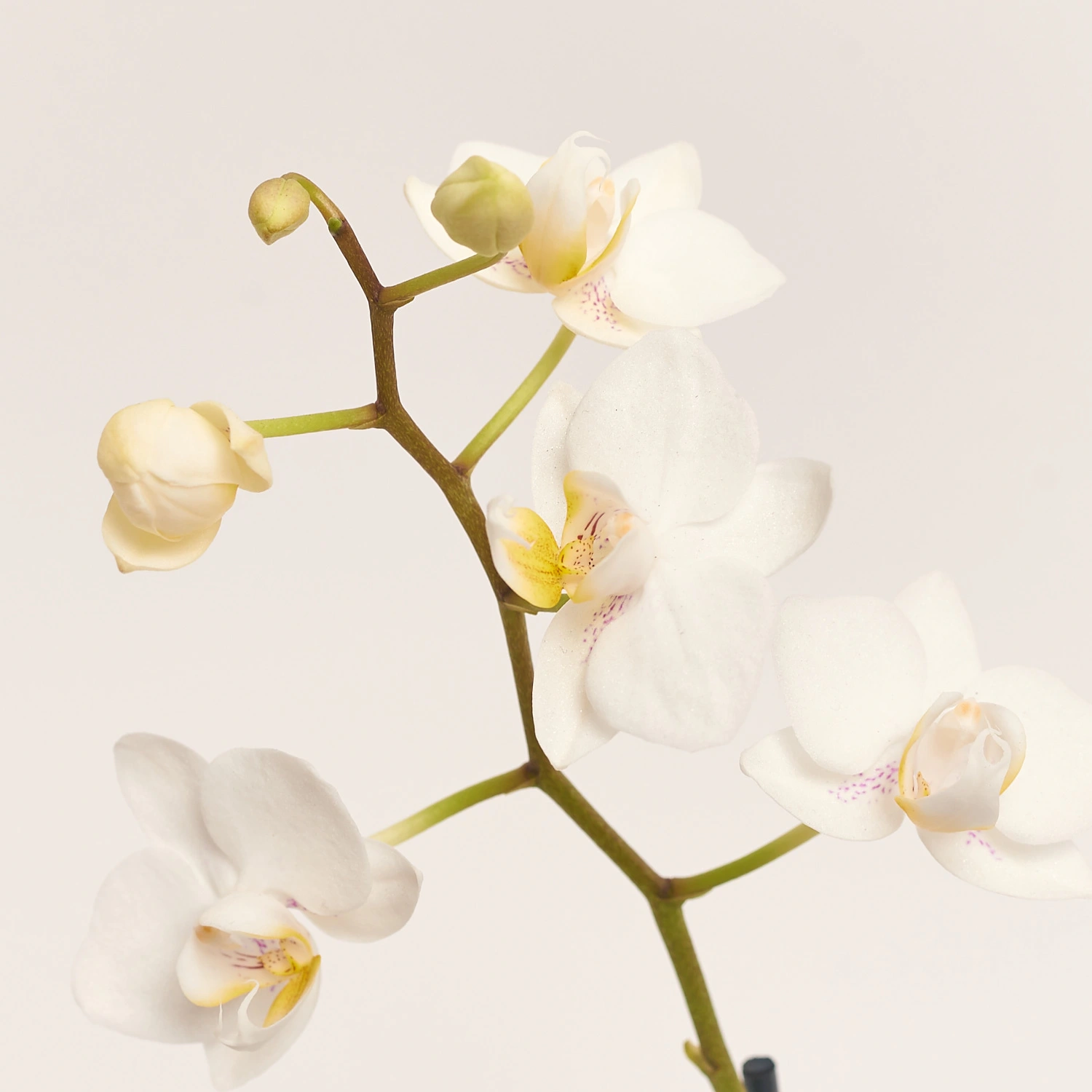 Фаленопсис міні 1ст. в кер., артикул: 50231 Зображення товару Фаленопсис міні 1ст. в кер., артикул: 50231