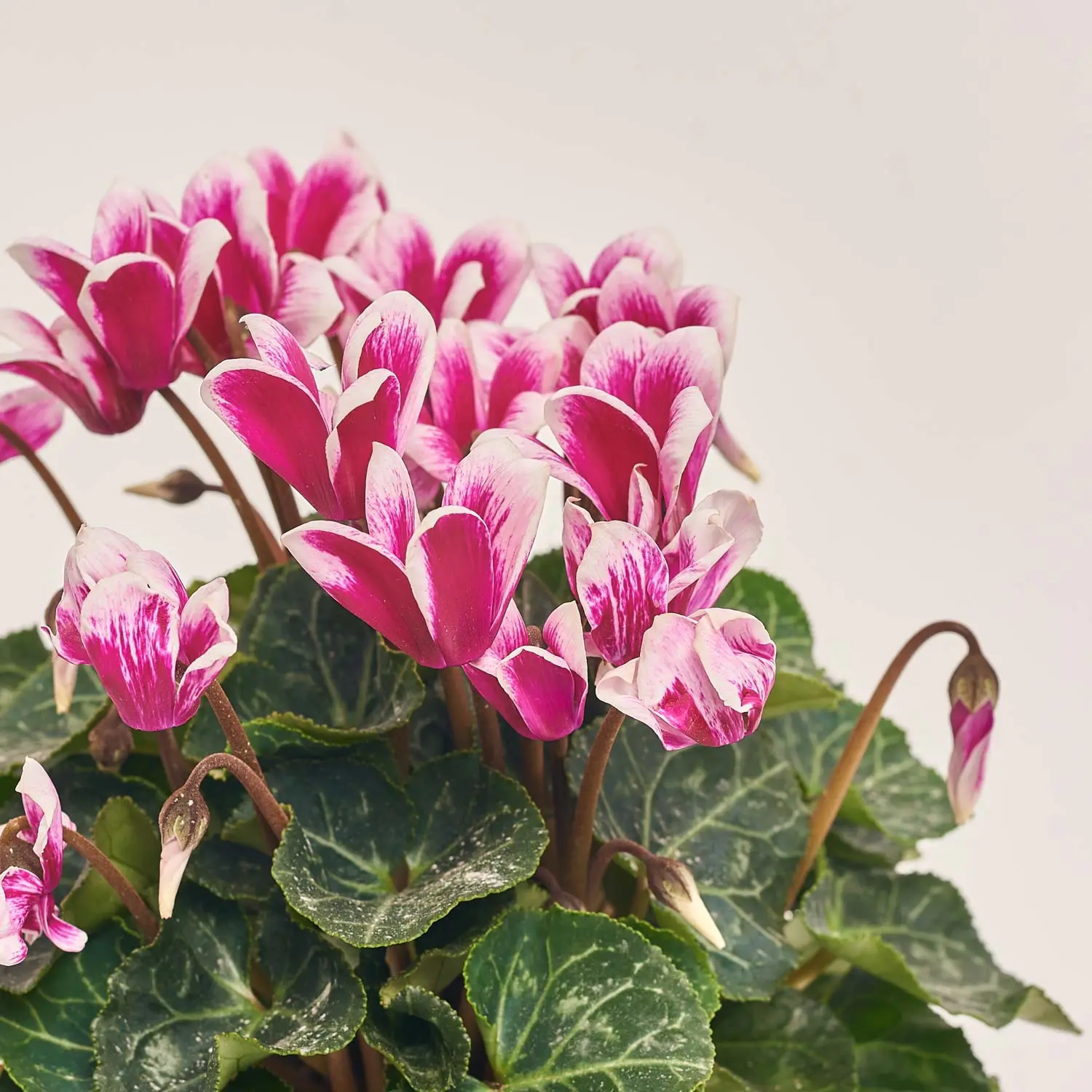 Цикламен Супер Фуджі, артикул: 45670 Зображення товару Цикламен Супер Фуджі, артикул: 45670