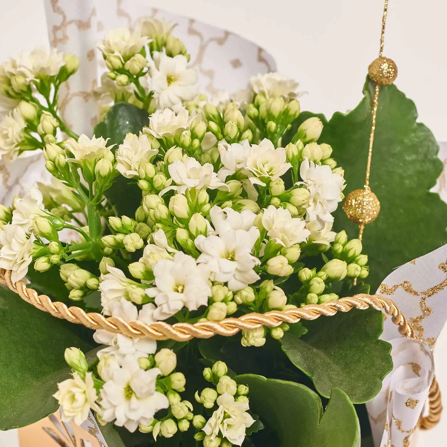 Зображення товару Каланхоє мікс у подарунковому пакеті, артикул: 53596