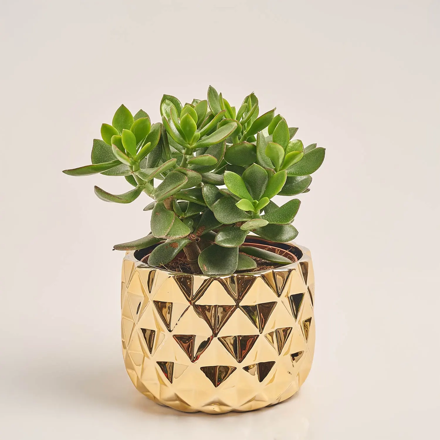 Зображення товару Сукулент мікс, артикул: 41177