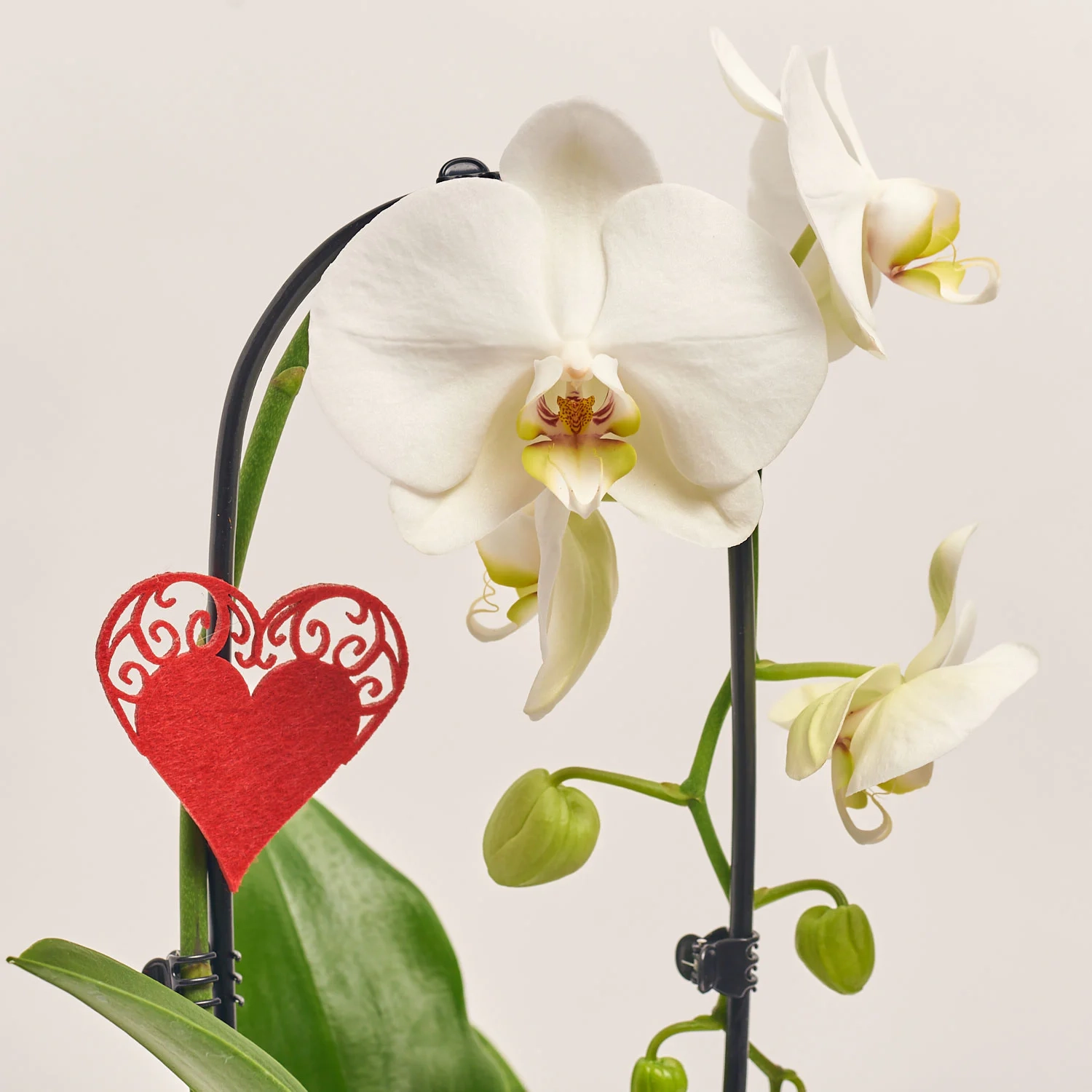 Зображення товару Фаленопсис каскад 1ст. мікс в кер., артикул: 55295