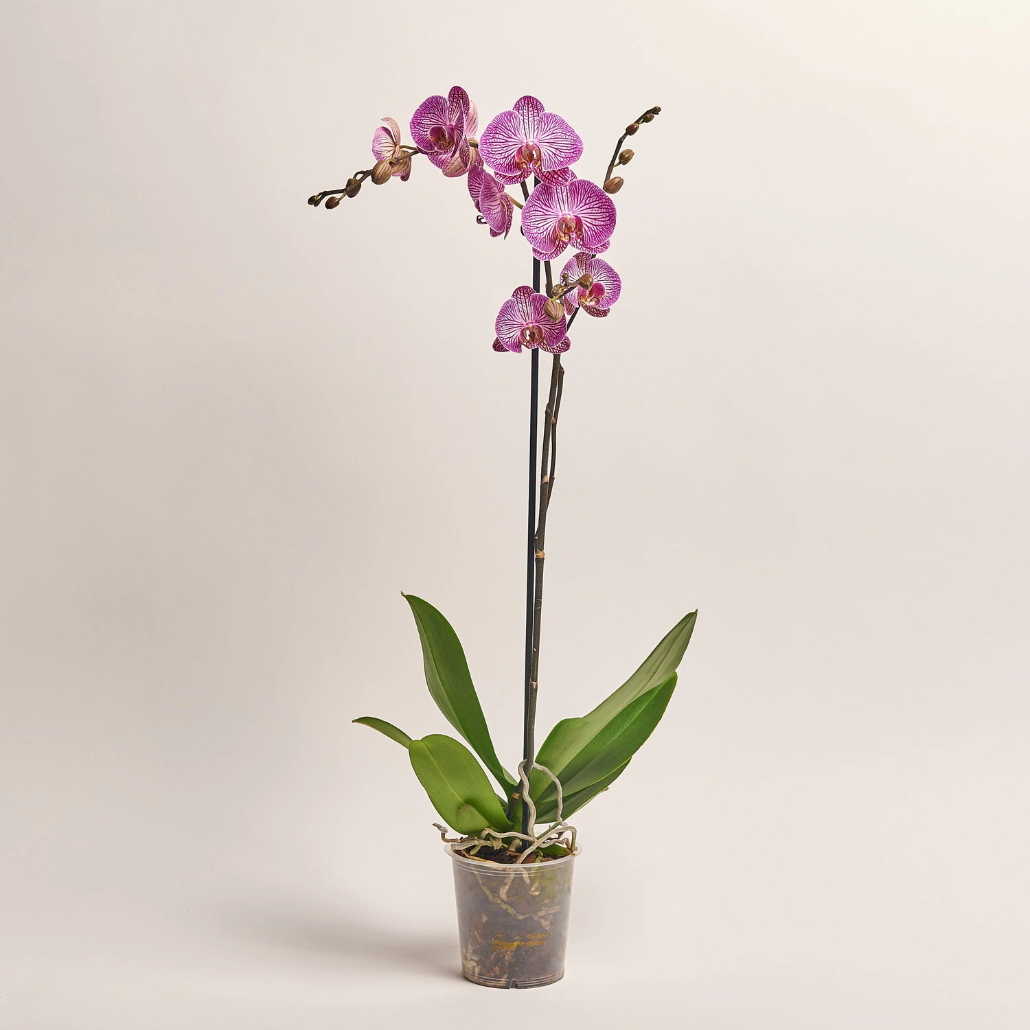 Фаленопсис 1ст. мікс, артикул: 18850 Зображення товару Фаленопсис 1ст. мікс, артикул: 18850