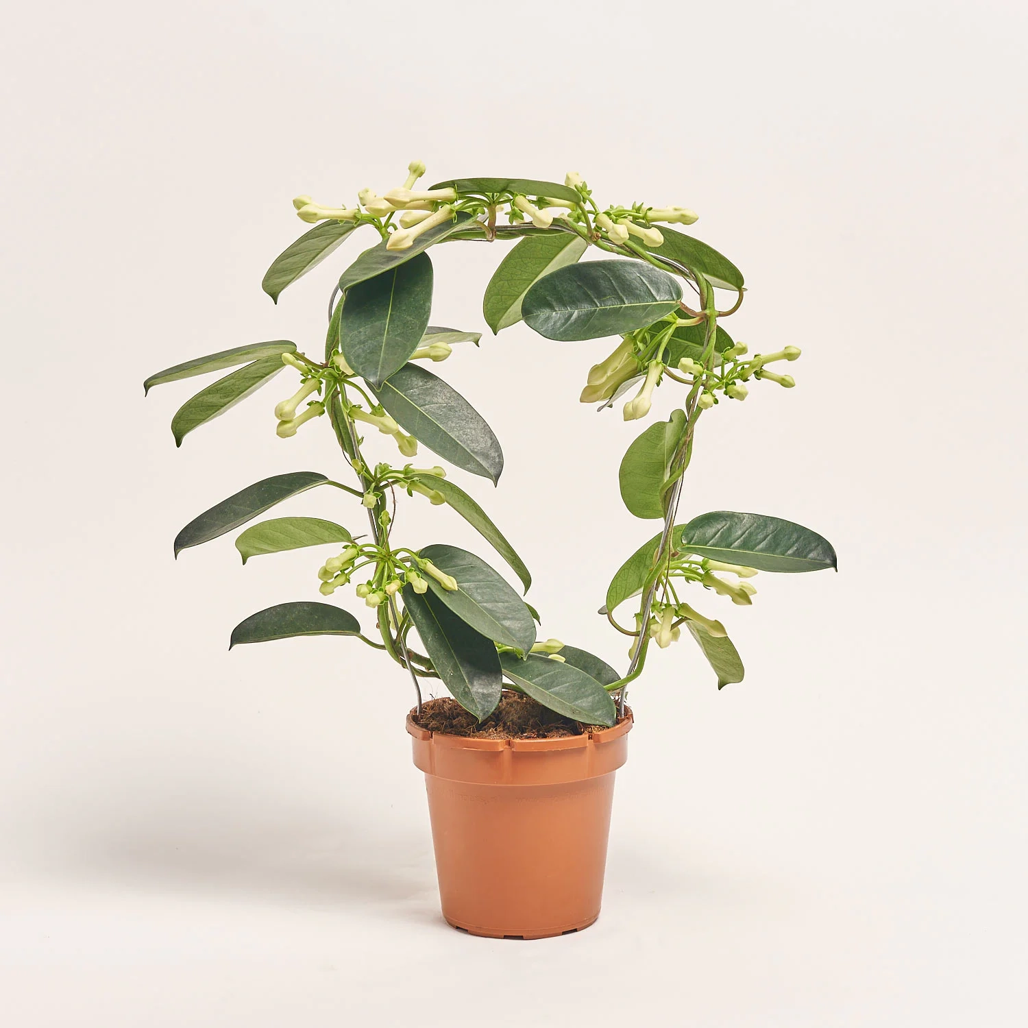 Стефанотіс, артикул: 14194 Зображення товару Стефанотіс, артикул: 14194