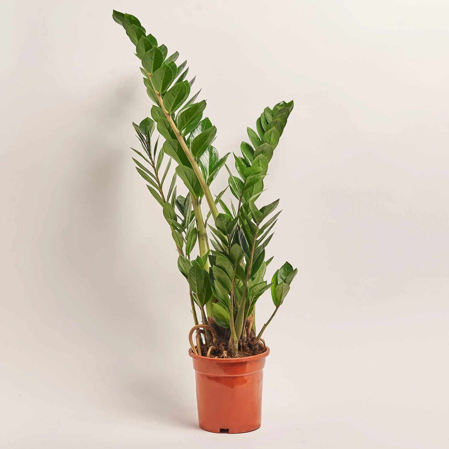 Зображення товару Заміокулькас 6ст., артикул: 51744