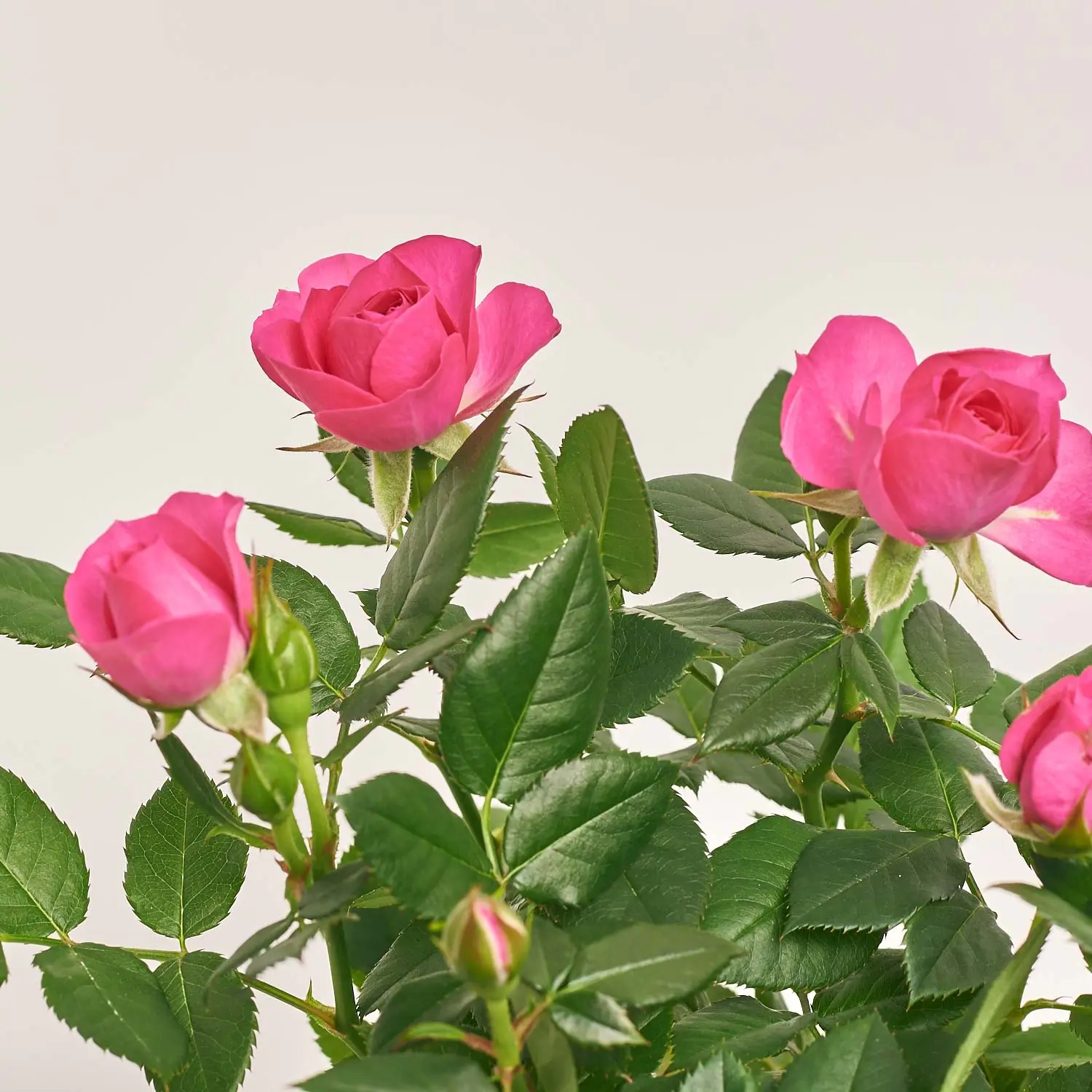 Зображення товару Троянда мікс, артикул: 1294