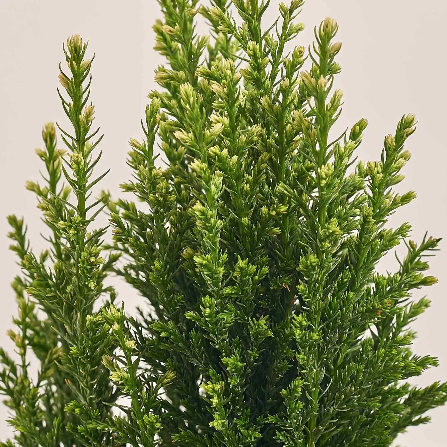 Зображення товару Кипарис Елвуді Декор в кер. з гномом, артикул: 54045