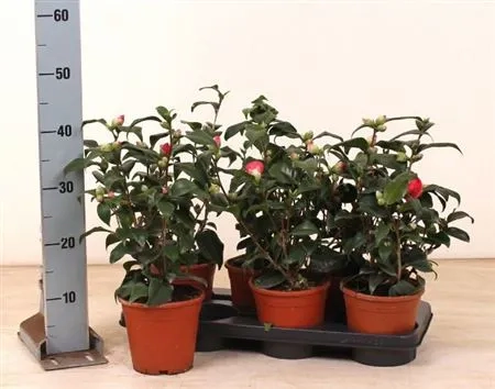 Зображення товару Камелія Японіка, артикул: 55684