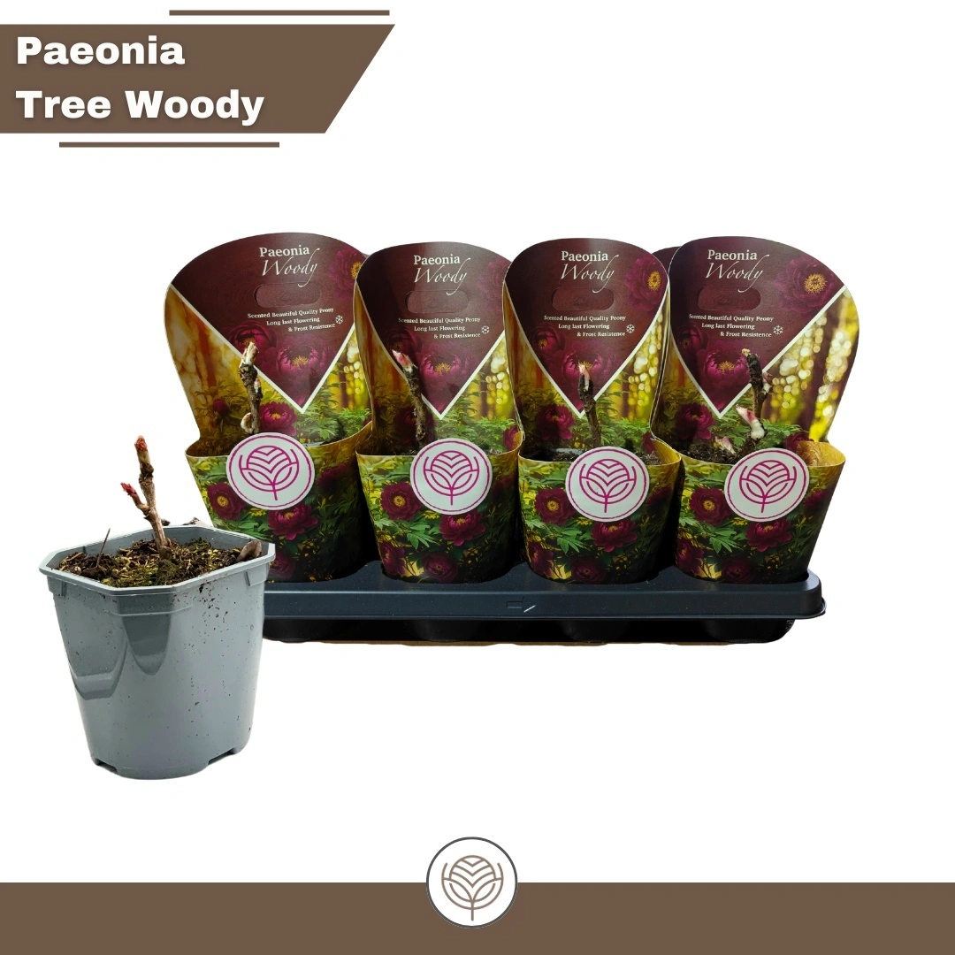 Зображення товару Півонія Суфрутикоза, артикул: 57149