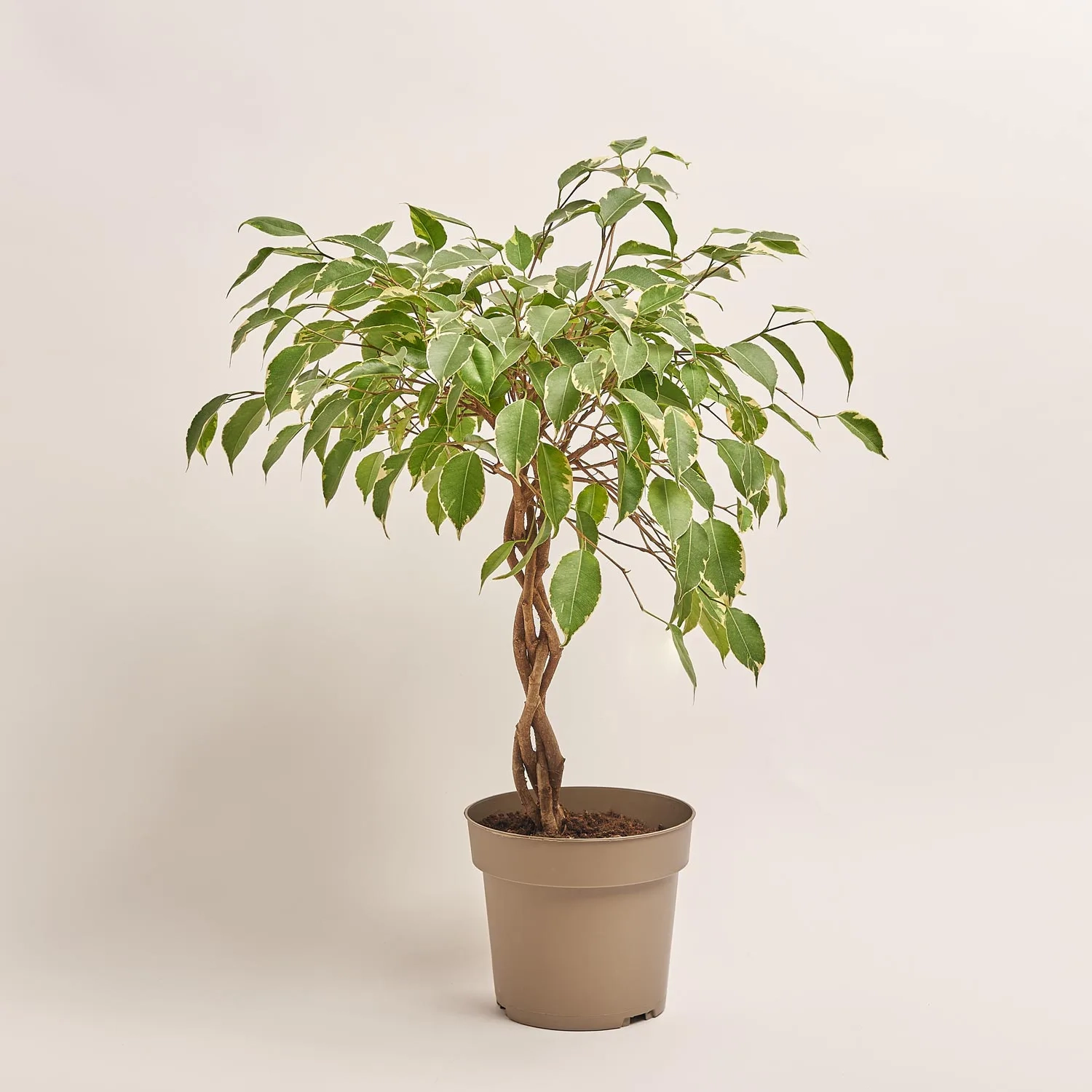 Зображення товару Фікус бе Голден Кінг, артикул: 29329