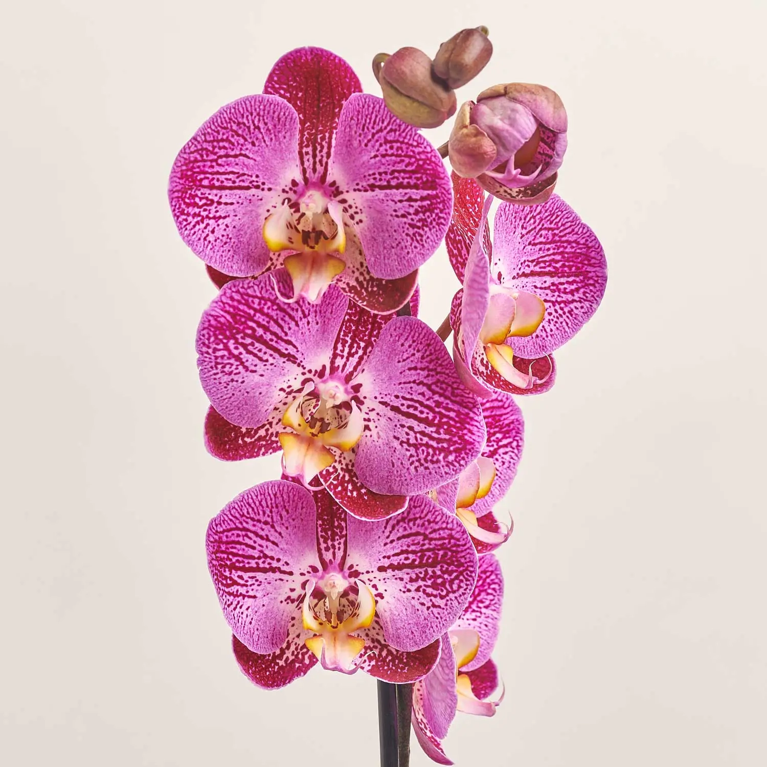 Фаленопсис 1ст. мікс, артикул: 18850 Зображення товару Фаленопсис 1ст. мікс, артикул: 18850