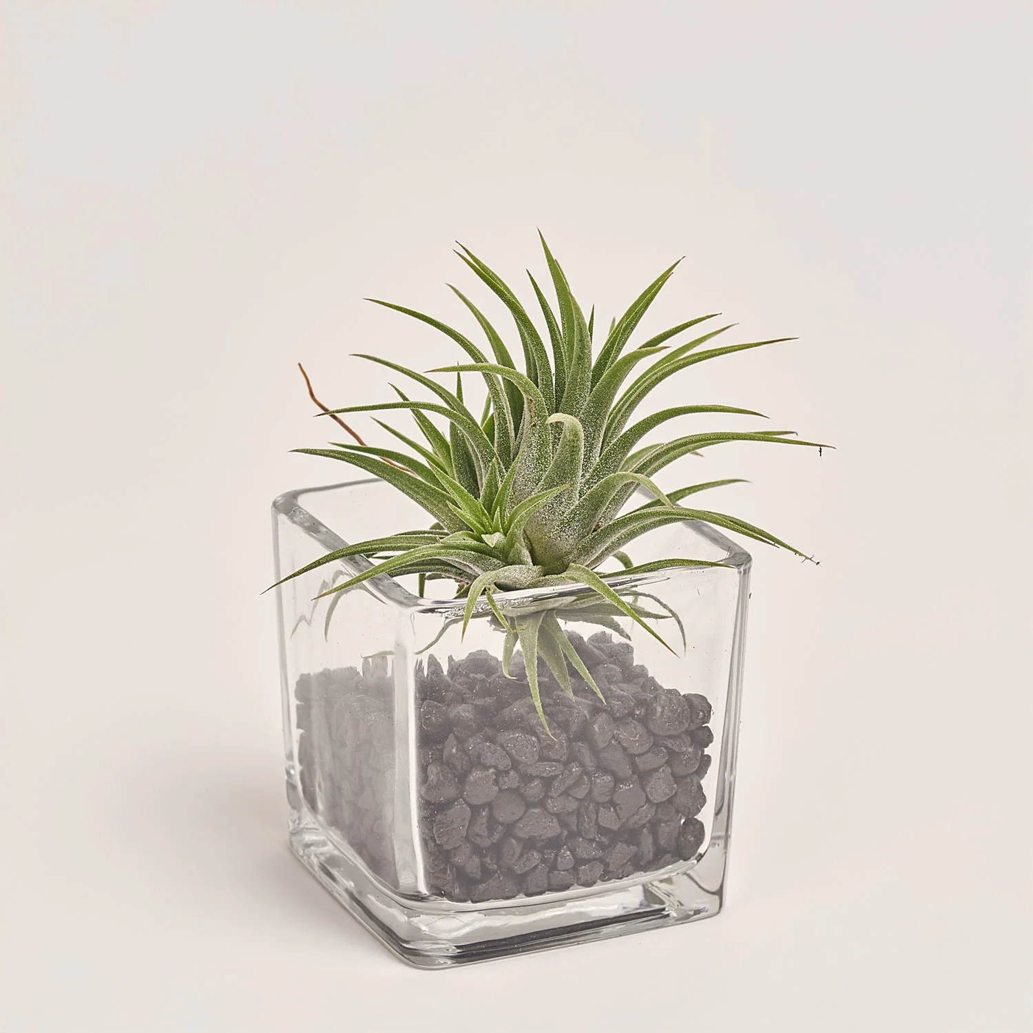 Зображення товару Тілландсія Іонанта Грін у склі, артикул: 54123