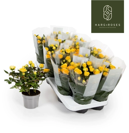 Троянда Кордана Лімба, артикул: 57223 Зображення товару Троянда Кордана Лімба, артикул: 57223