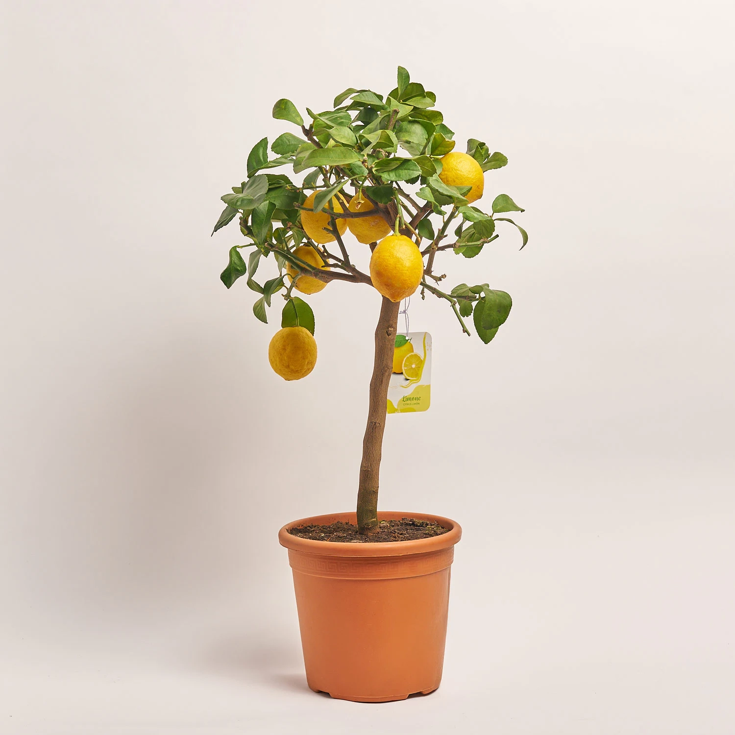 Зображення товару Цитрофортунелла Лимон, артикул: 55436