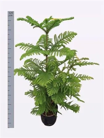 Зображення товару Араукарія Гетерофіла 1ст., артикул: 53120