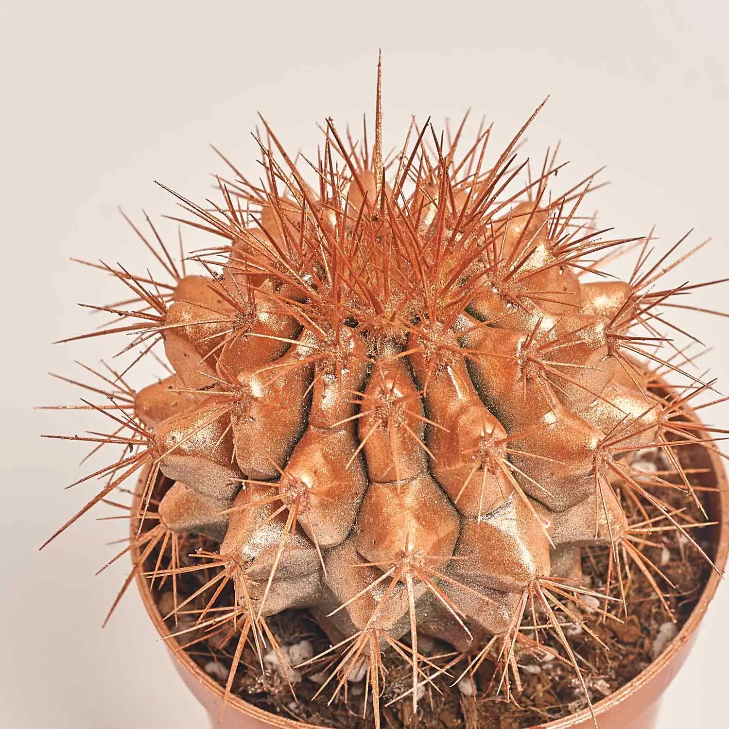 Зображення товару Ехінокактус Рейнбов новорічний мікс, артикул: 53636