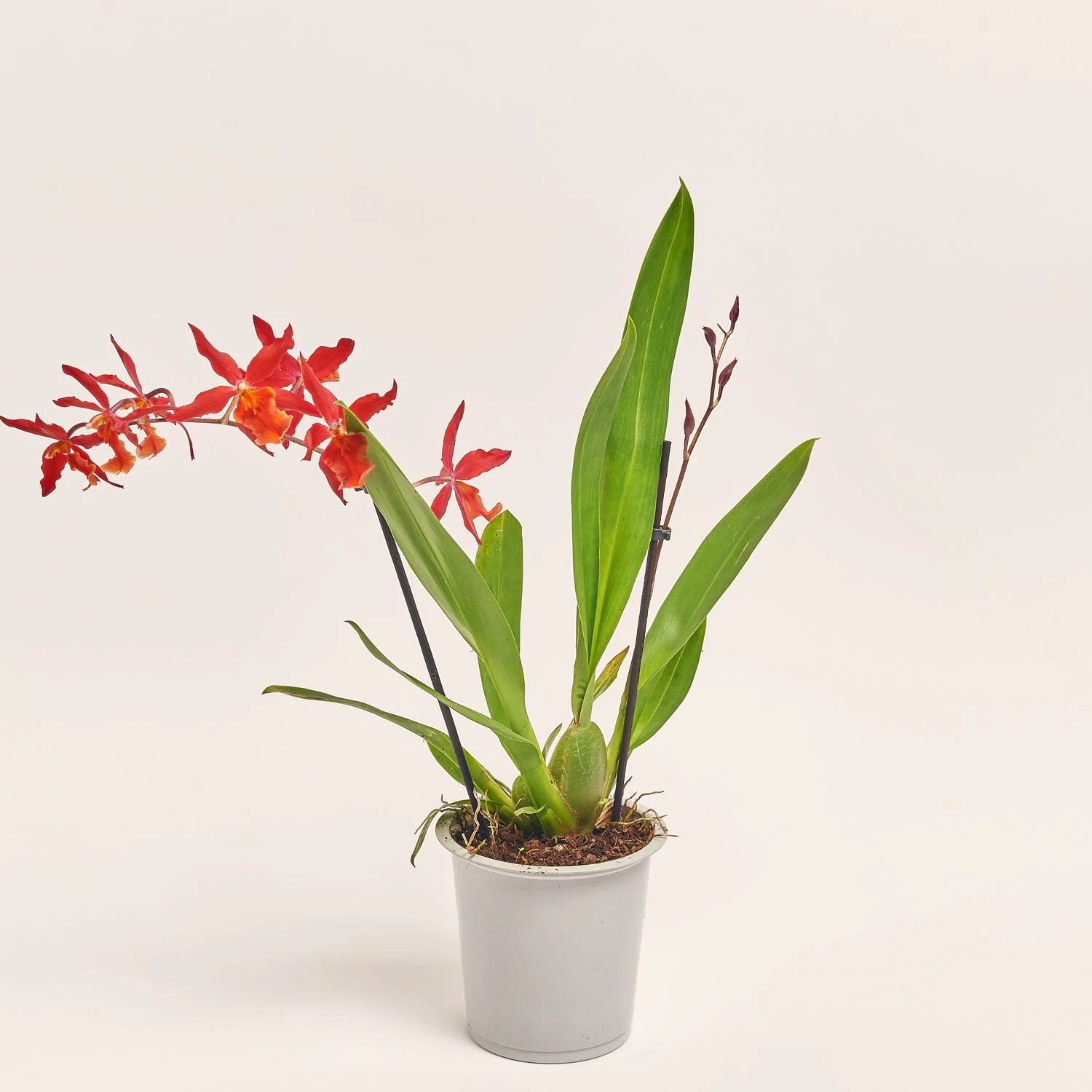 Камбрія мікс 2ст., артикул: 52502 Зображення товару Камбрія мікс 2ст., артикул: 52502