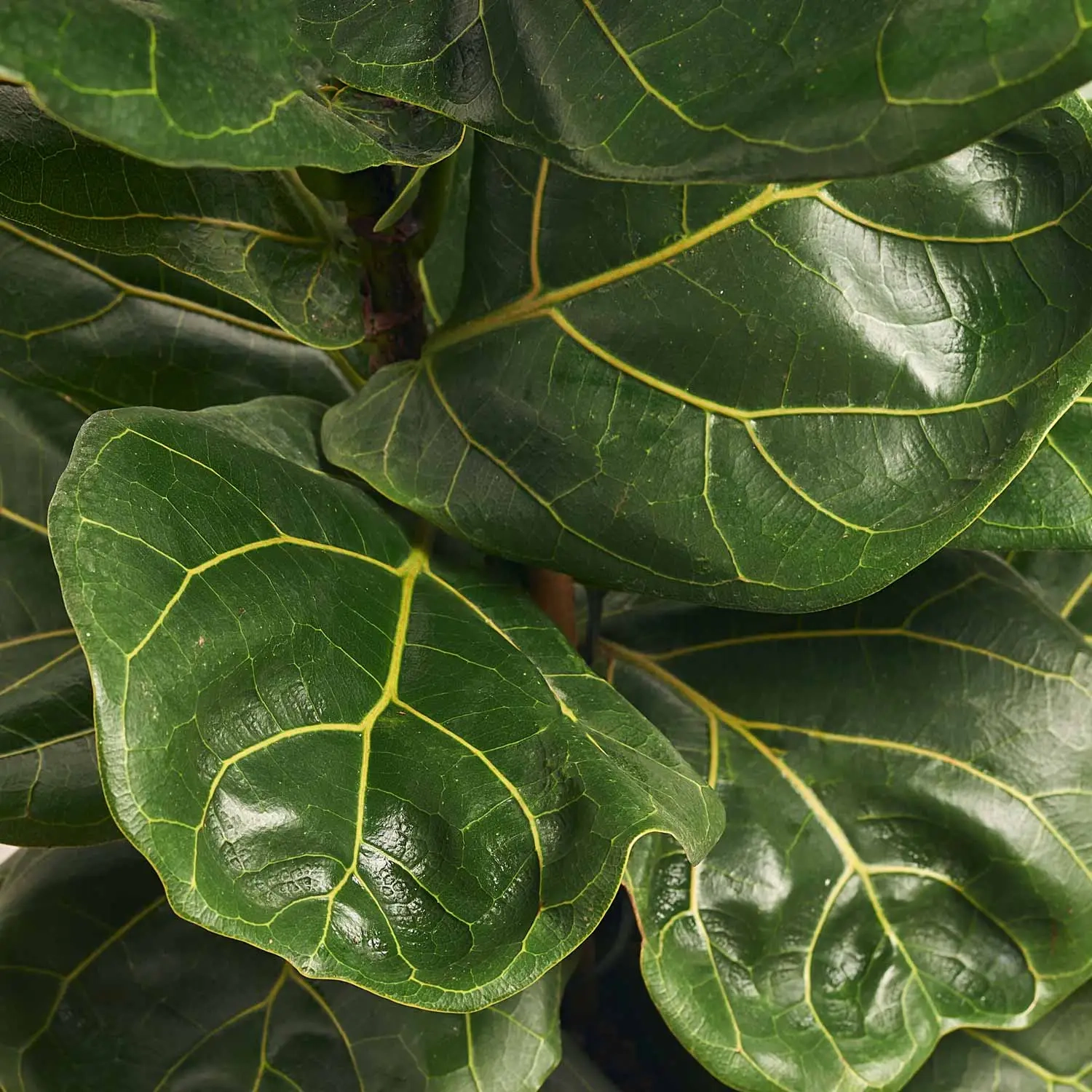 Фікус Лірата 1ст., артикул: 52992 Зображення товару Фікус Лірата 1ст., артикул: 52992