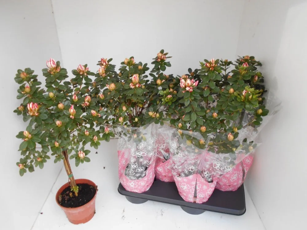 Зображення товару Азалія Сачсенстер штамб., артикул: 57003