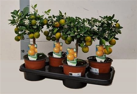 Зображення товару Цитрофортунелла мікрокарпа, артикул: 35706