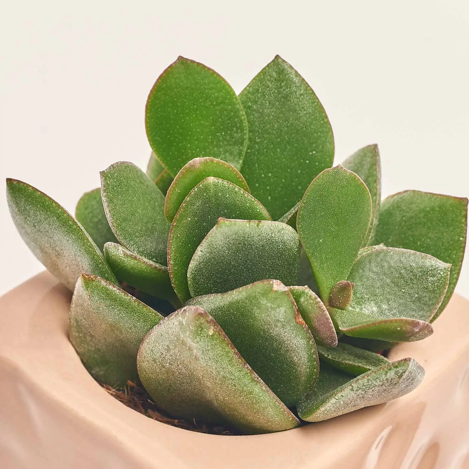 Зображення товару Сет LEGO та Сукулент у кашпо, артикул: 57044