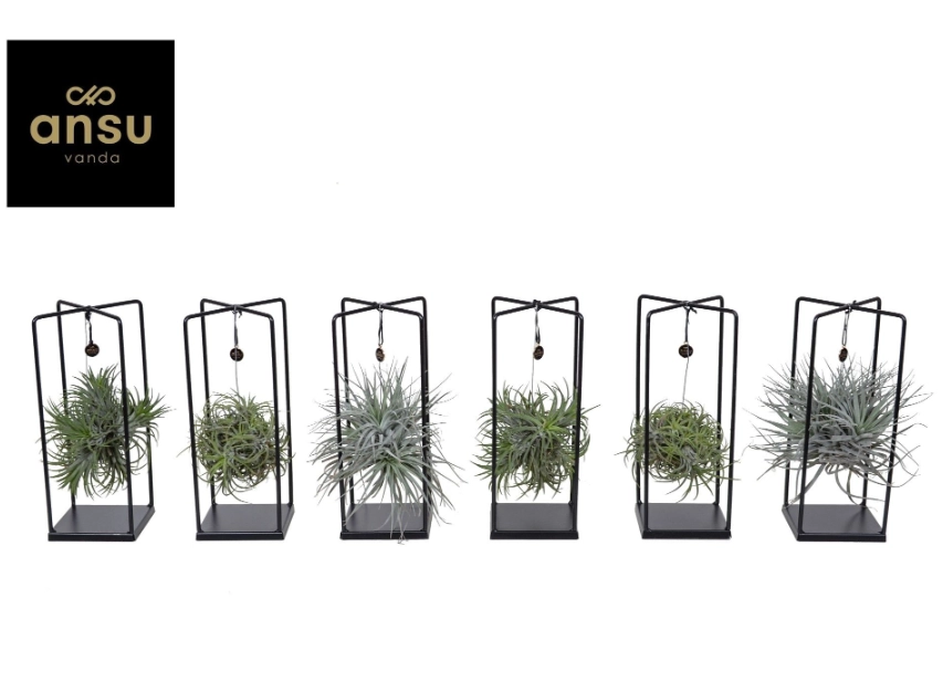 Тілландсія Куб мікс, артикул: 57009 Зображення товару Тілландсія Куб мікс, артикул: 57009