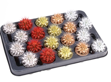 Ехінокактус Рейнбов новорічний мікс, артикул: 53322 Зображення товару Ехінокактус Рейнбов новорічний мікс, артикул: 53322