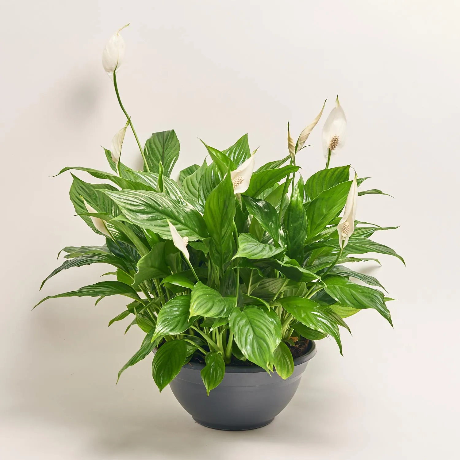 Зображення товару Спатифіллум Шопен, артикул: 56281