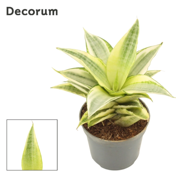 Зображення товару Сансевієрія Габрієлла Краун, артикул: 57161