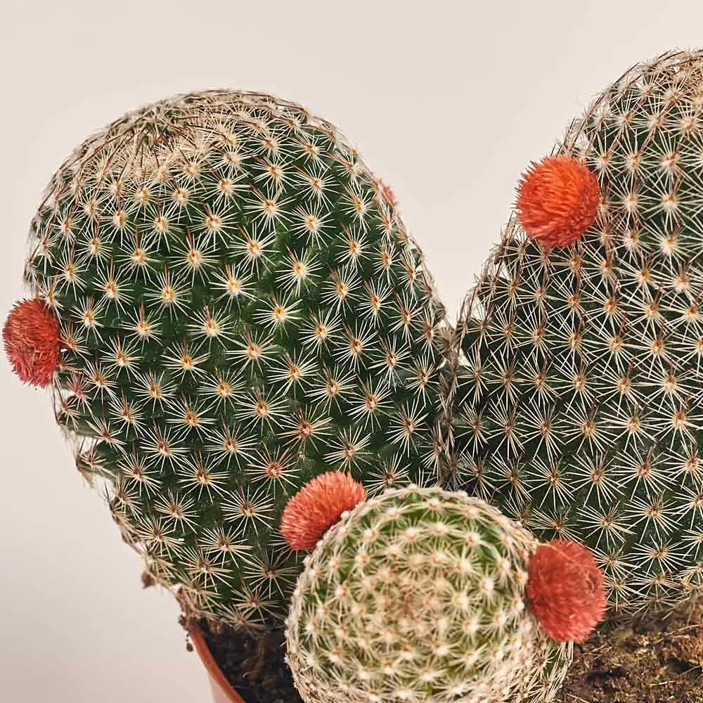 Кактус з квітами, артикул: 53634 Зображення товару Кактус з квітами, артикул: 53634