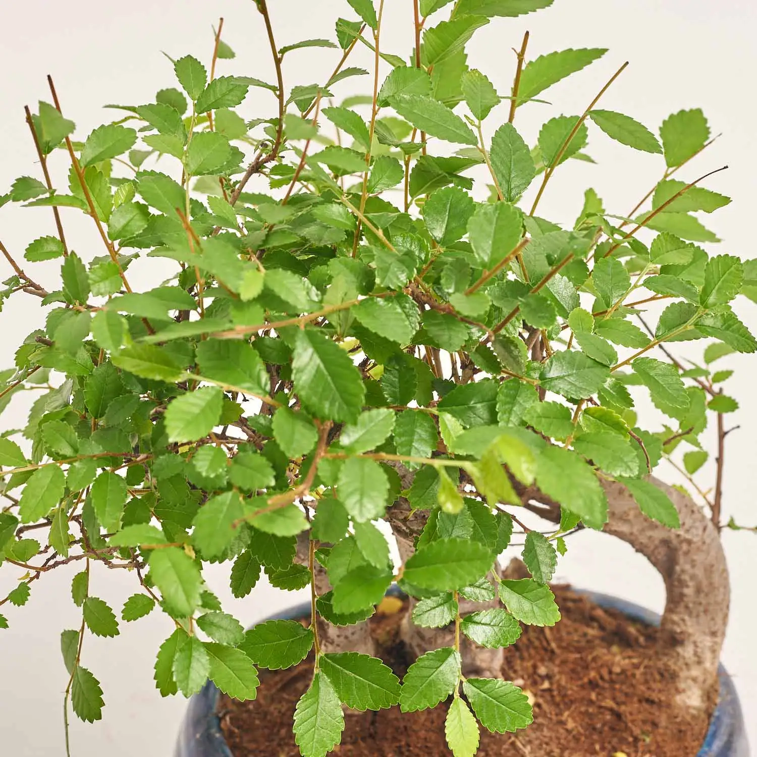 Зображення товару Бонсай в кераміці, артикул: 1330