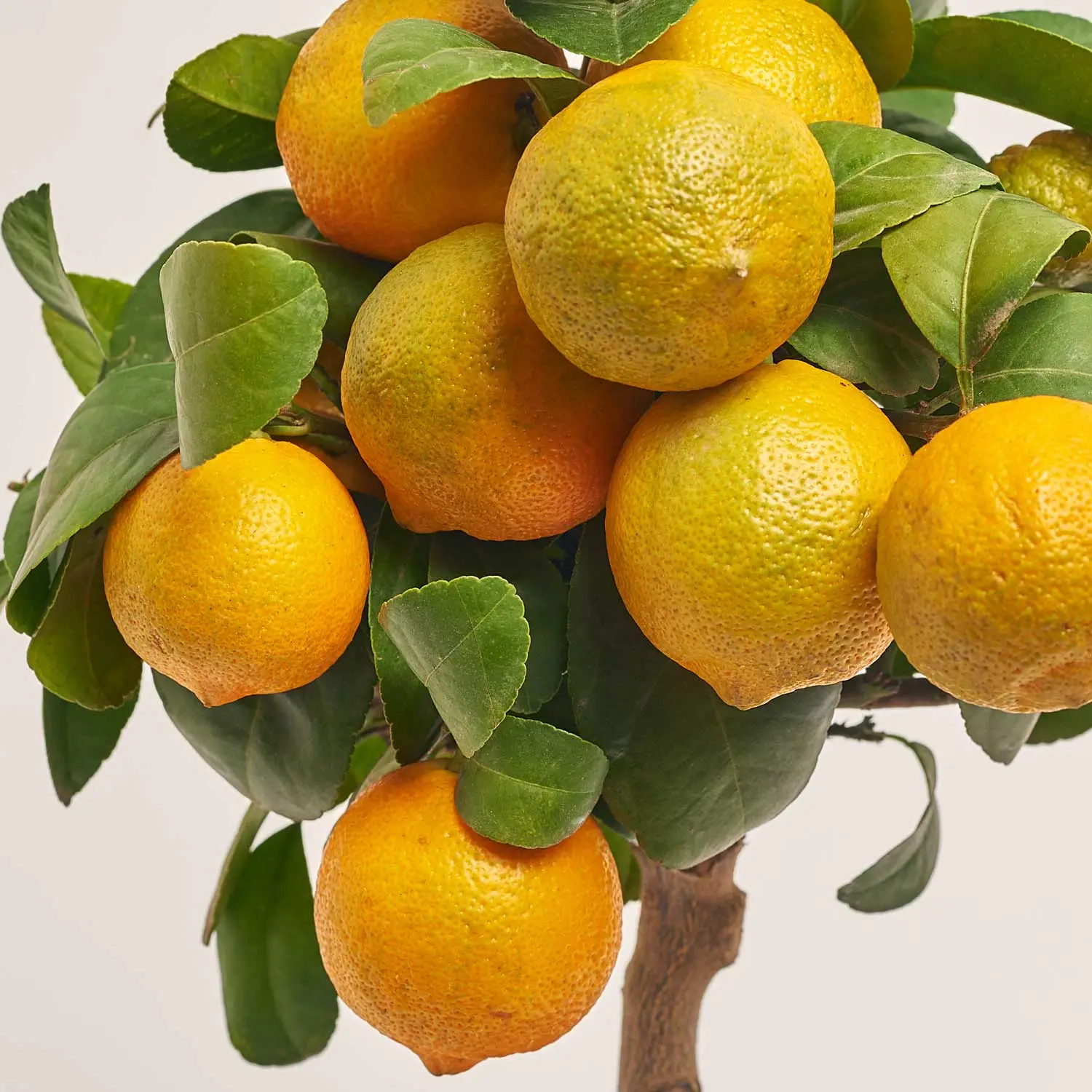 Зображення товару Цитрофортунелла Ліметта, артикул: 53953