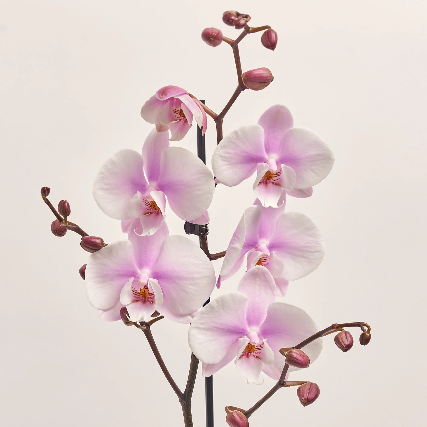 Зображення товару Фаленопсис 1ст. мікс, артикул: 17941