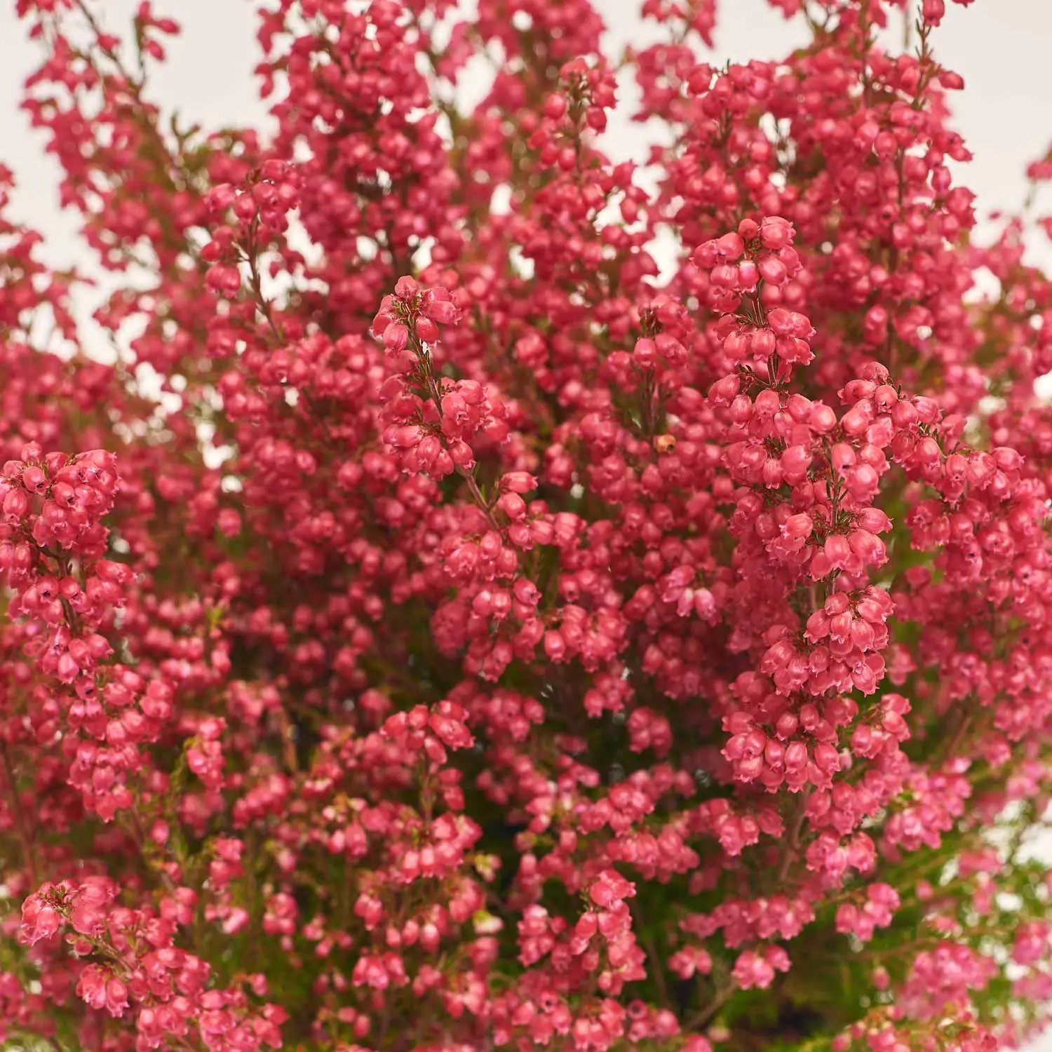 Зображення товару Еріка рожева, артикул: 23532