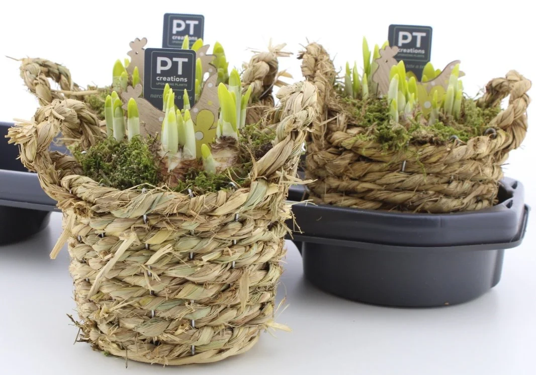 Нарцис Тет-а-Тет у плет. горщику, артикул: 56334 Зображення товару Нарцис Тет-а-Тет у плет. горщику, артикул: 56334