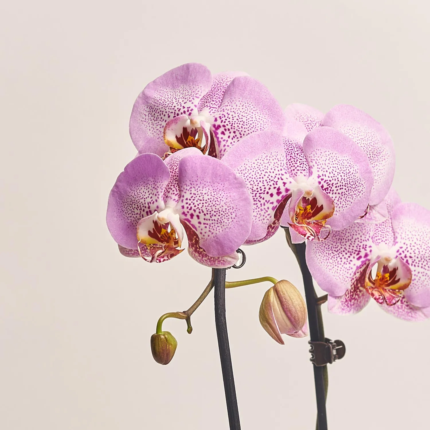 Фаленопсис каскад 1ст. мікс, артикул: 19289 Зображення товару Фаленопсис каскад 1ст. мікс, артикул: 19289