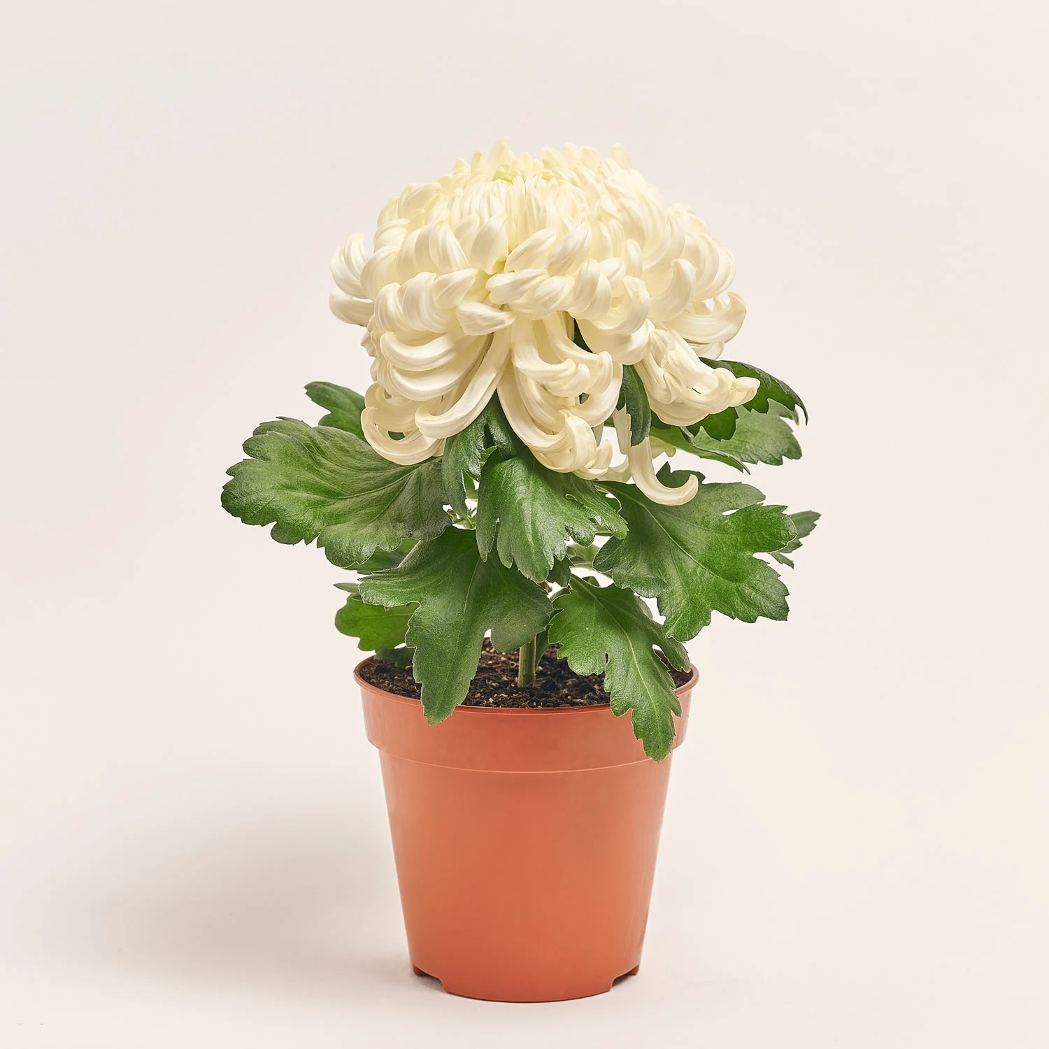 Хризантема Вієнна Купер, артикул: 50818 Зображення товару Хризантема Вієнна Купер, артикул: 50818