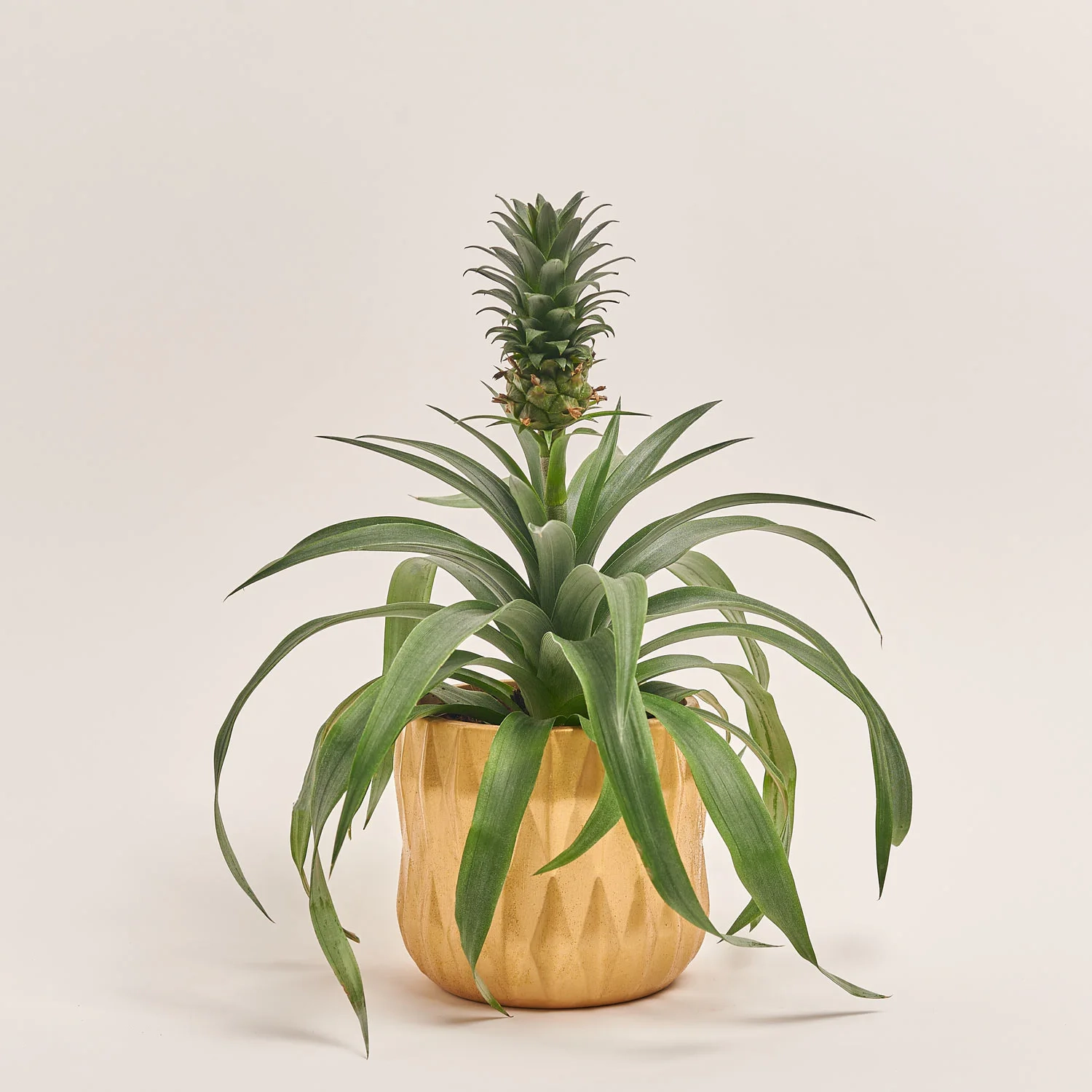 Зображення товару Ананас та Кашпо Новорічне Сет 518, артикул: 54699