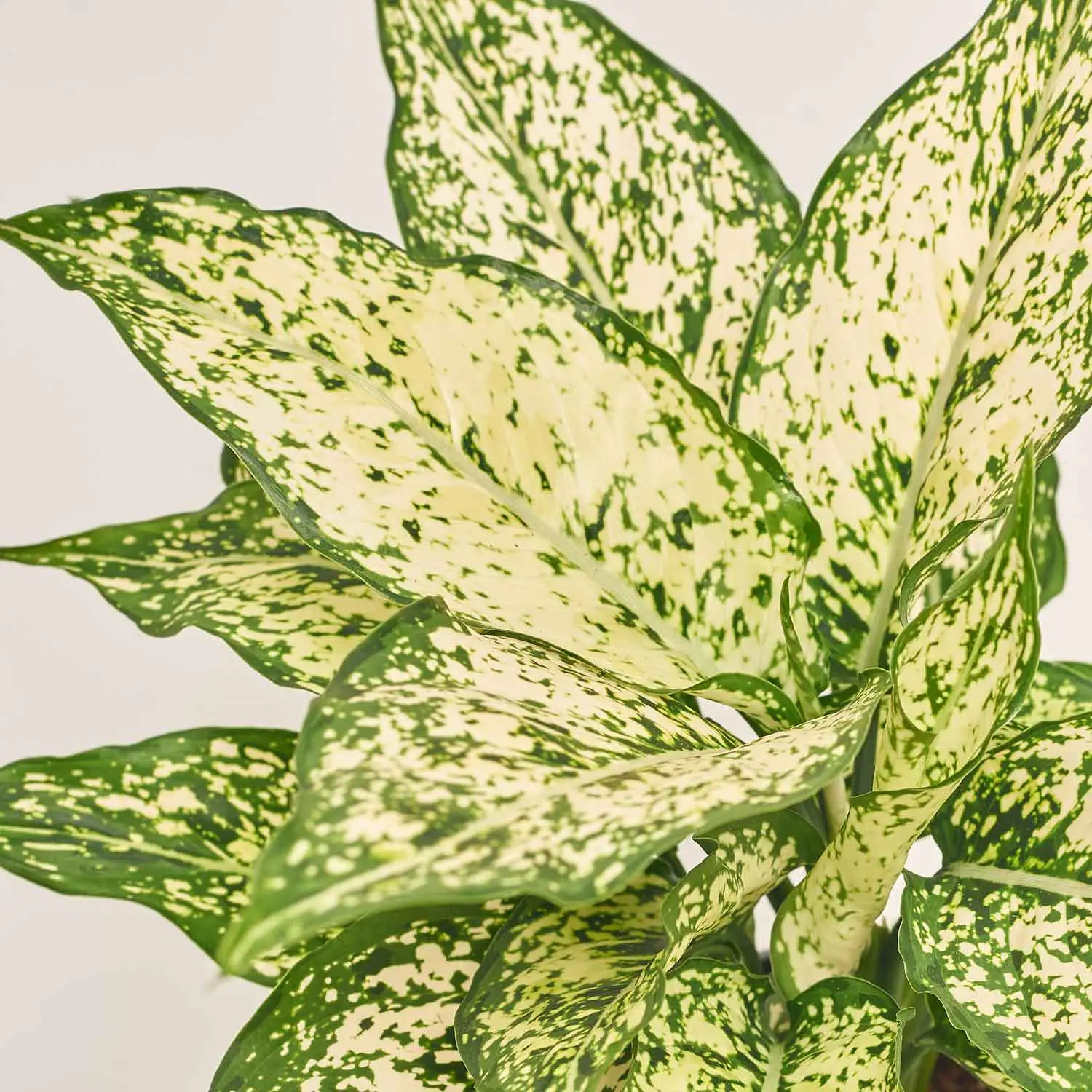 Зображення товару Аглаонема Вайт Ківі, артикул: 51795