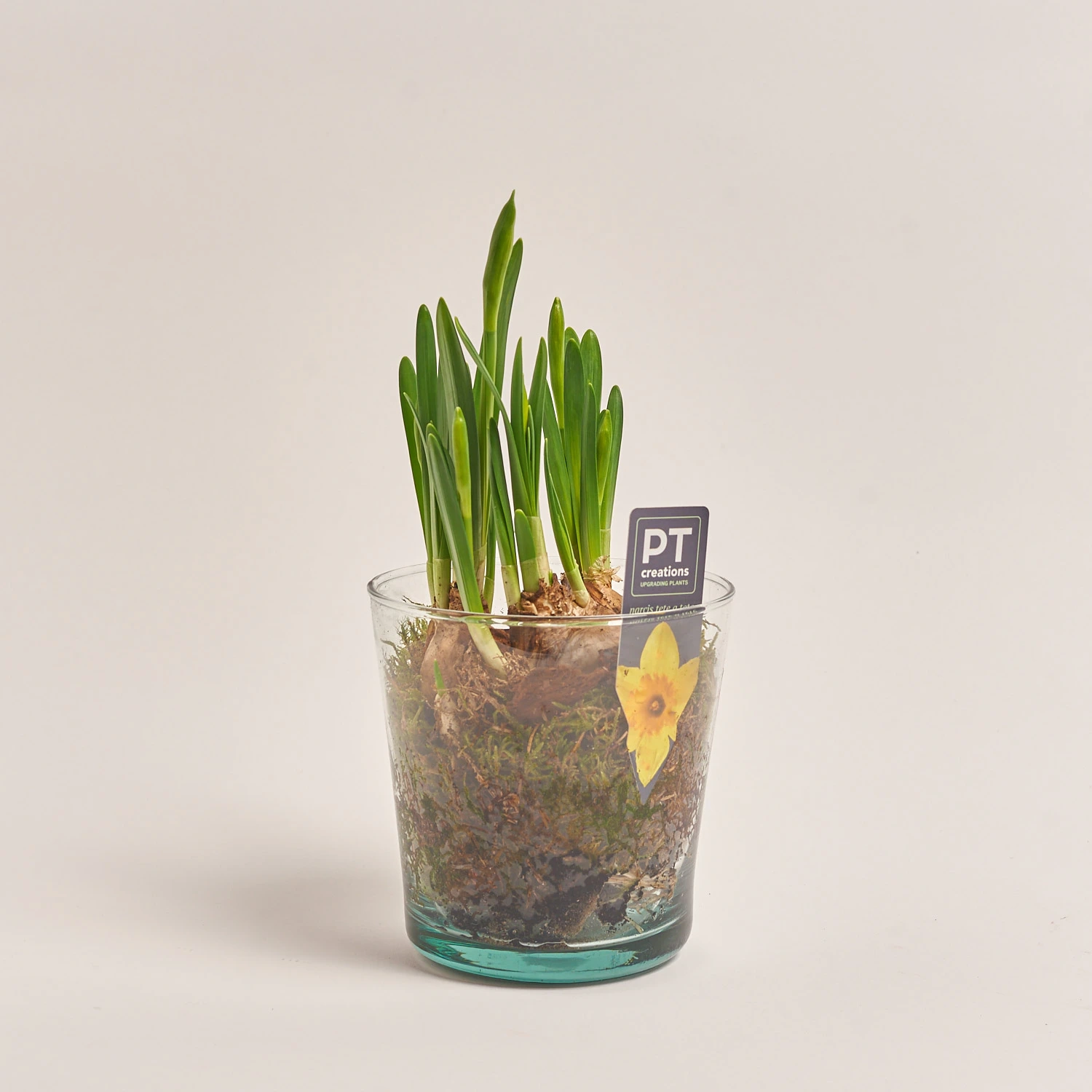 Нарцис Тет-а-Тет у склі, артикул: 46213 Зображення товару Нарцис Тет-а-Тет у склі, артикул: 46213