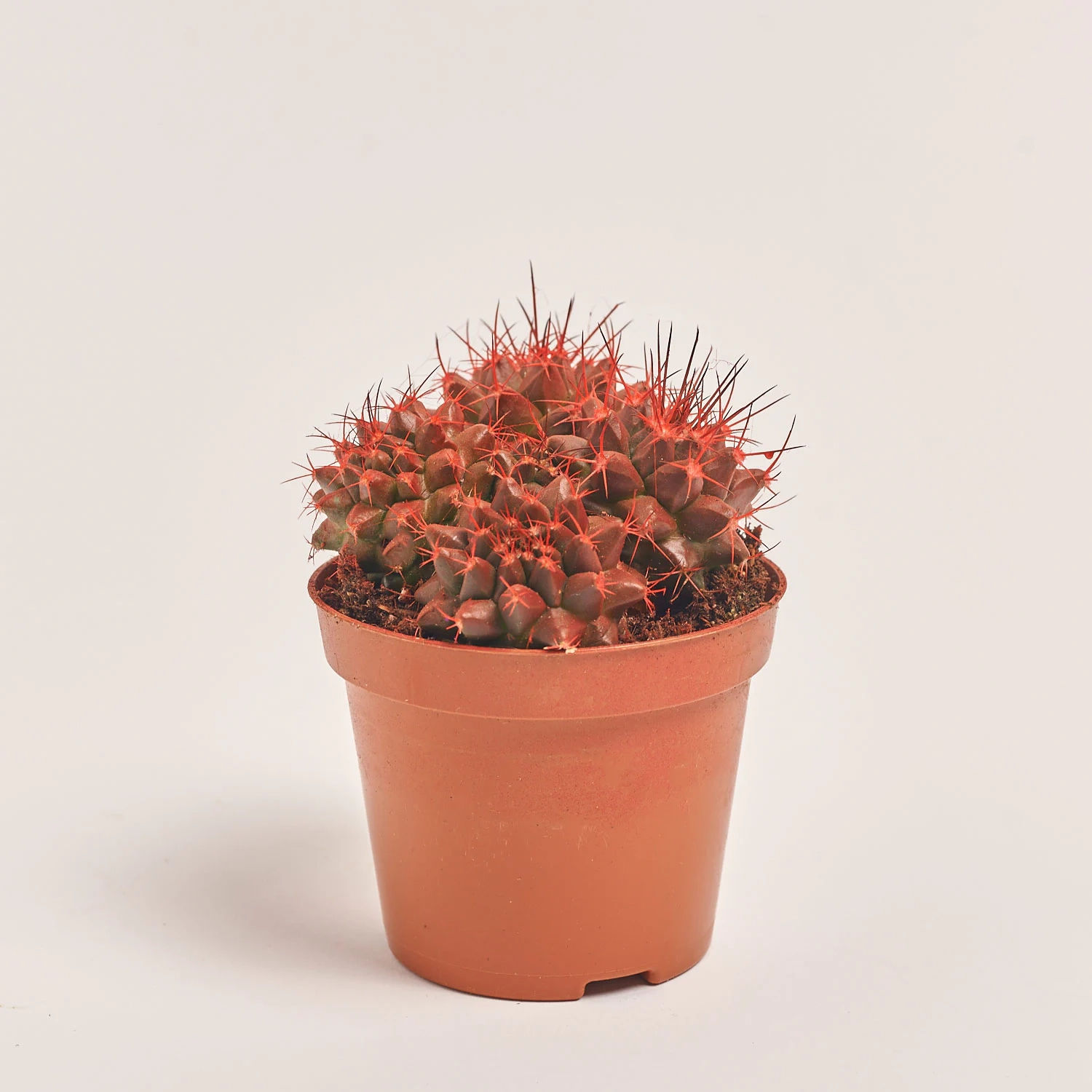 Зображення товару Кактус Рейнбов, артикул: 5912