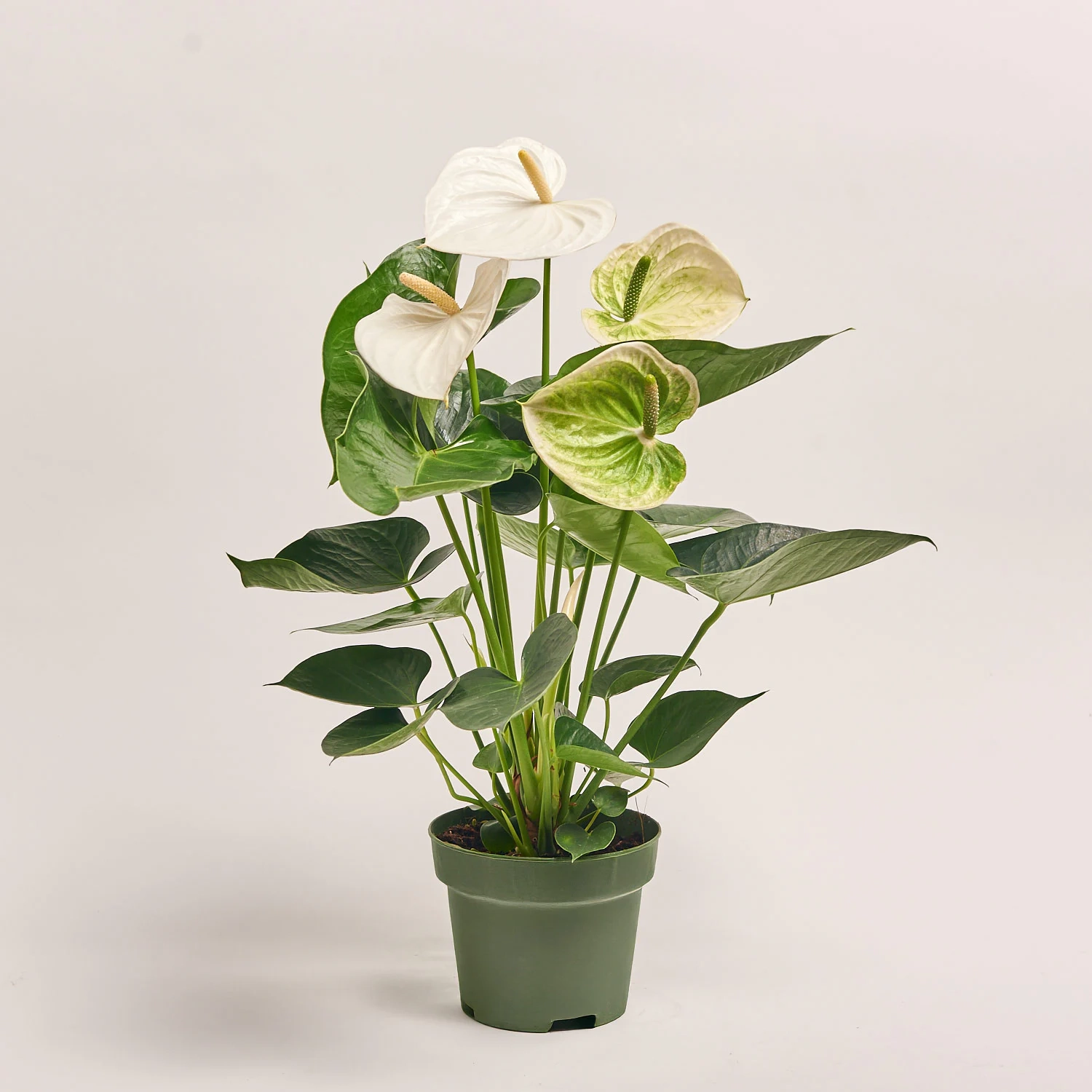 Зображення товару Антуріум Альпін, артикул: 55434