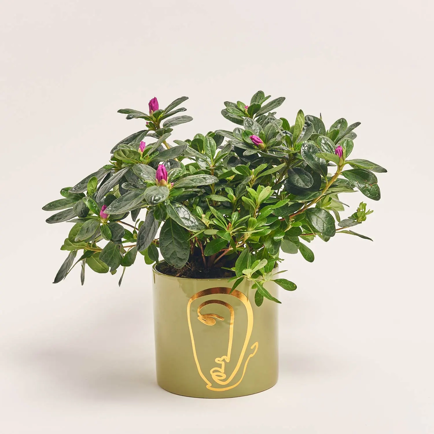 Зображення товару Азалія мікс в кер., артикул: 53757