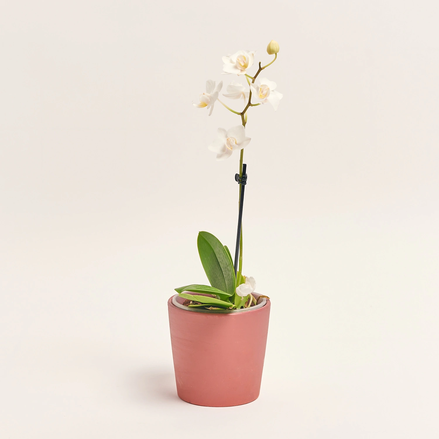 Фаленопсис міні 1ст. в кер., артикул: 50231 Зображення товару Фаленопсис міні 1ст. в кер., артикул: 50231