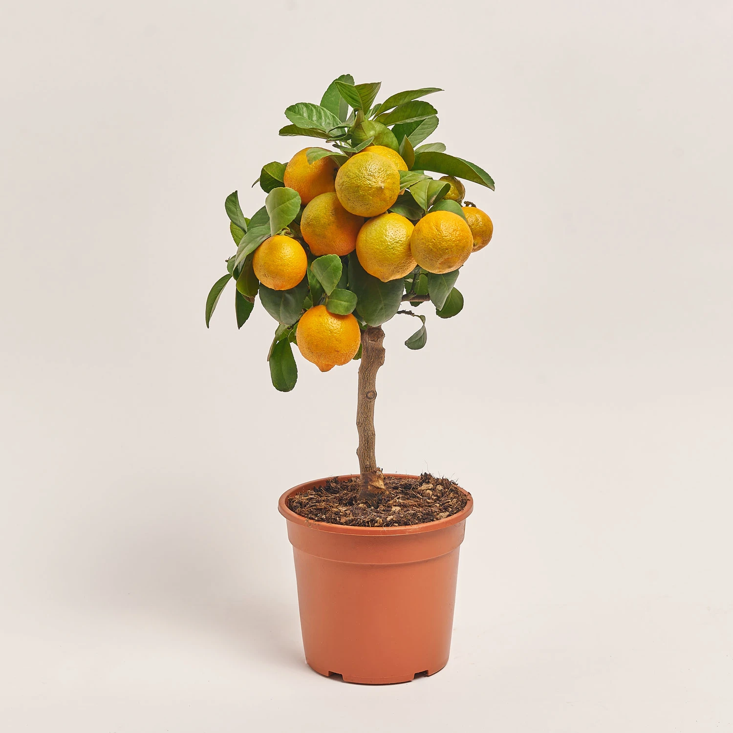 Зображення товару Цитрофортунелла Ліметта, артикул: 53953